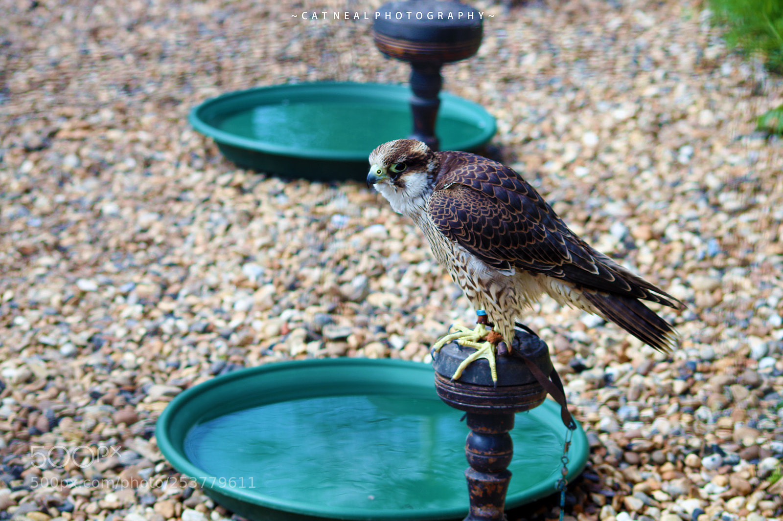 Canon EOS 750D (EOS Rebel T6i / EOS Kiss X8i) sample photo. Falcon photography