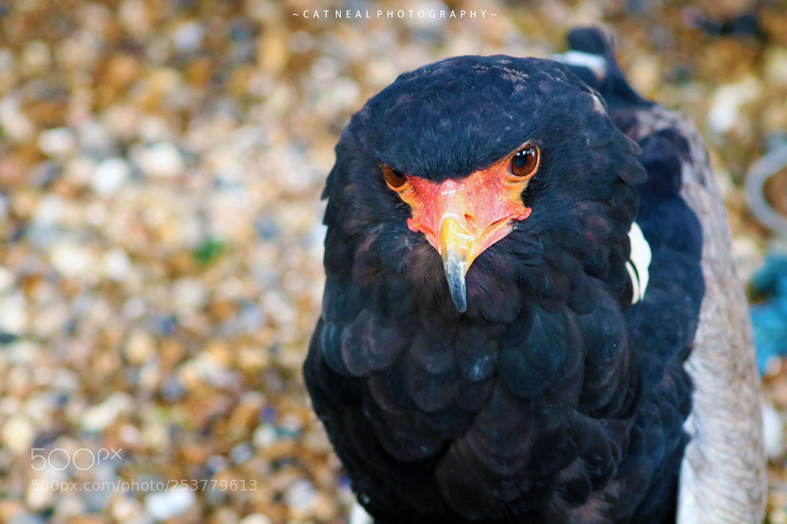 Canon EOS 750D (EOS Rebel T6i / EOS Kiss X8i) sample photo. Eagle on the floor 2 photography