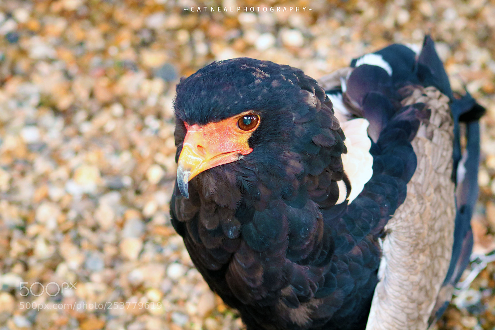 Canon EOS 750D (EOS Rebel T6i / EOS Kiss X8i) sample photo. Eagle on the floor photography