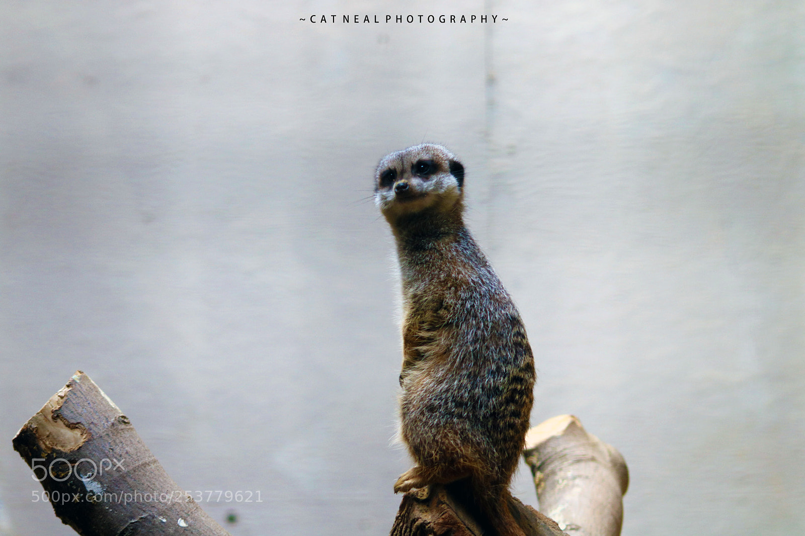 Canon EOS 750D (EOS Rebel T6i / EOS Kiss X8i) sample photo. Meerkat photography