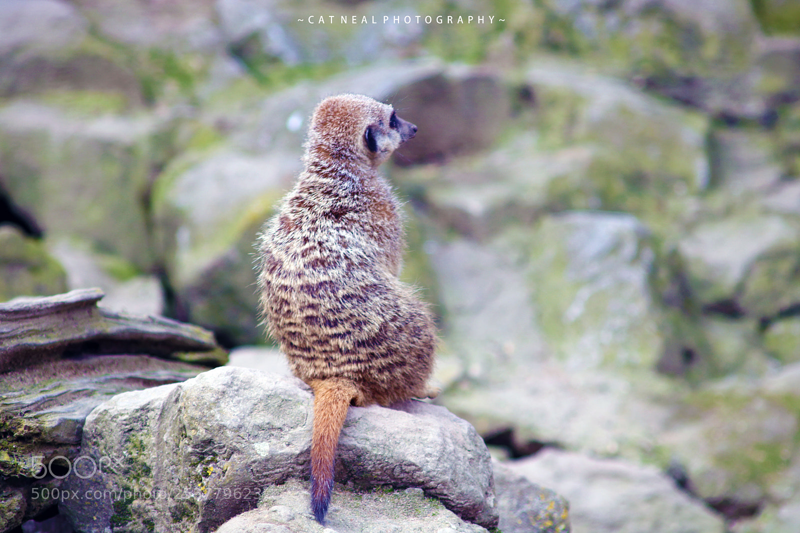 Canon EOS 750D (EOS Rebel T6i / EOS Kiss X8i) sample photo. Meerkat wonder photography