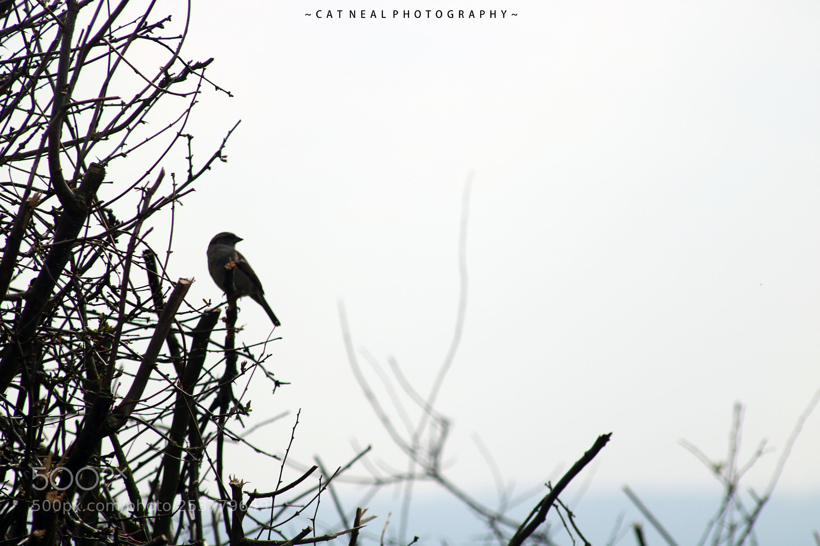 Canon EOS 750D (EOS Rebel T6i / EOS Kiss X8i) sample photo. Sparrow sky photography