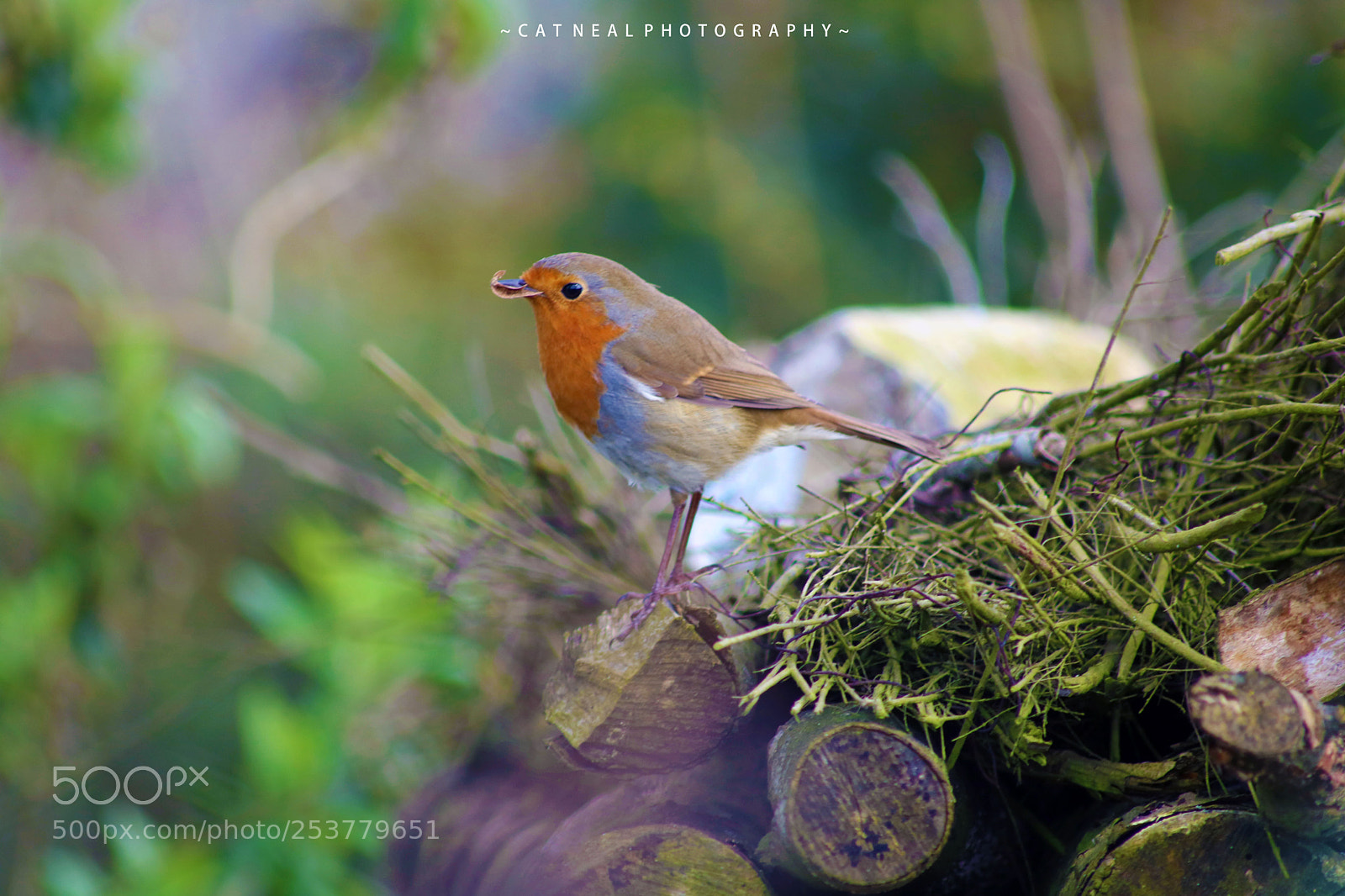 Canon EOS 750D (EOS Rebel T6i / EOS Kiss X8i) sample photo. Mr. robin photography