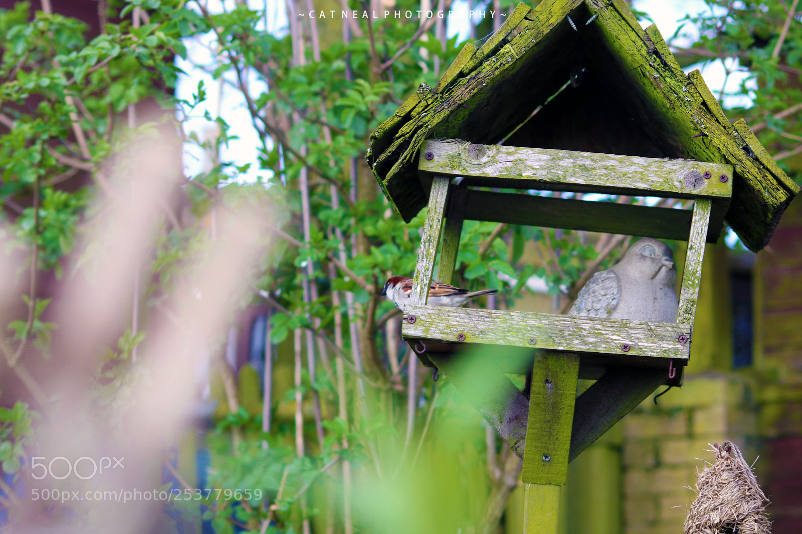 Canon EOS 750D (EOS Rebel T6i / EOS Kiss X8i) sample photo. Sparrow`s stand photography