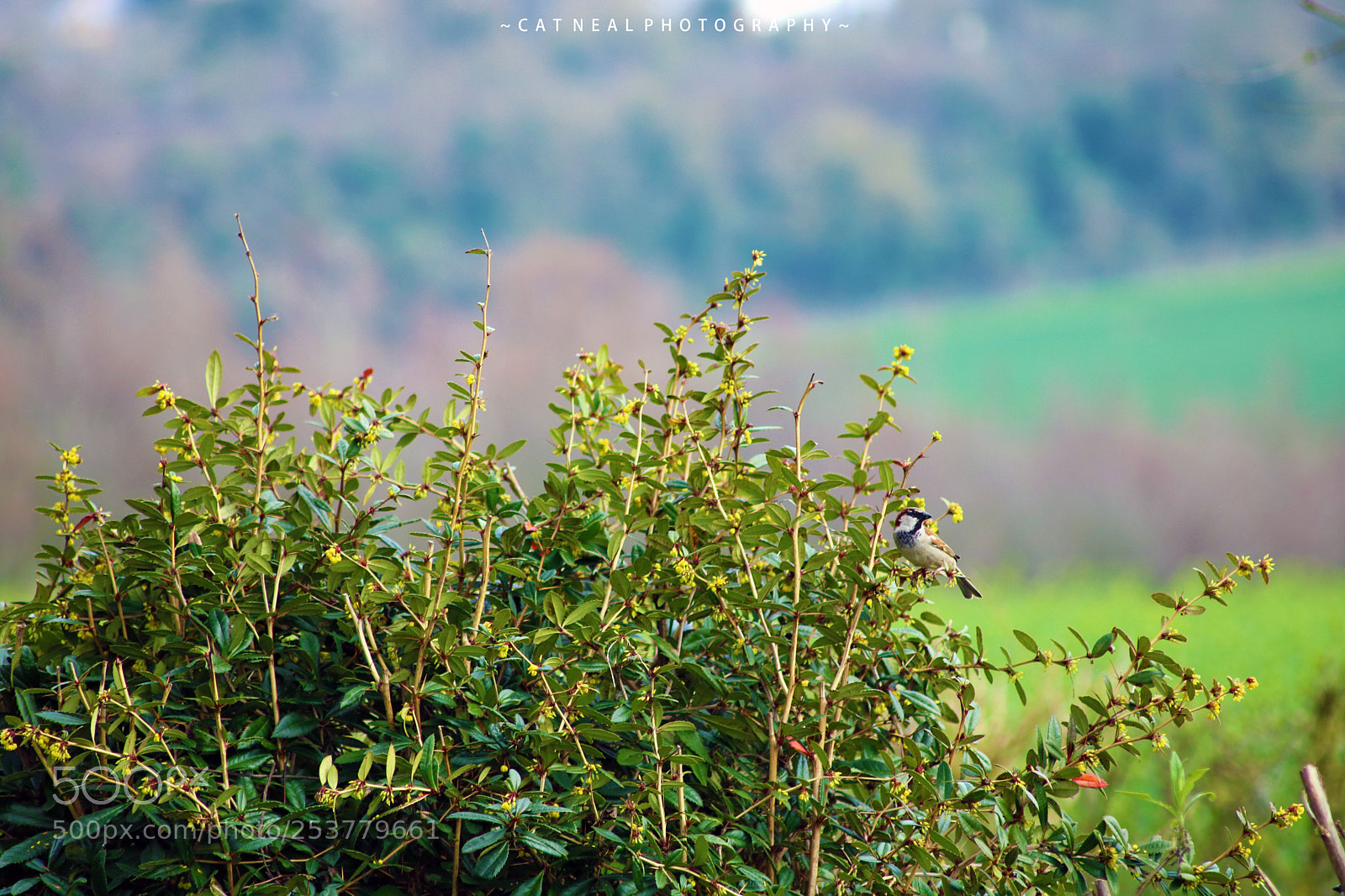 Canon EOS 750D (EOS Rebel T6i / EOS Kiss X8i) sample photo. Sparrow`s tree photography