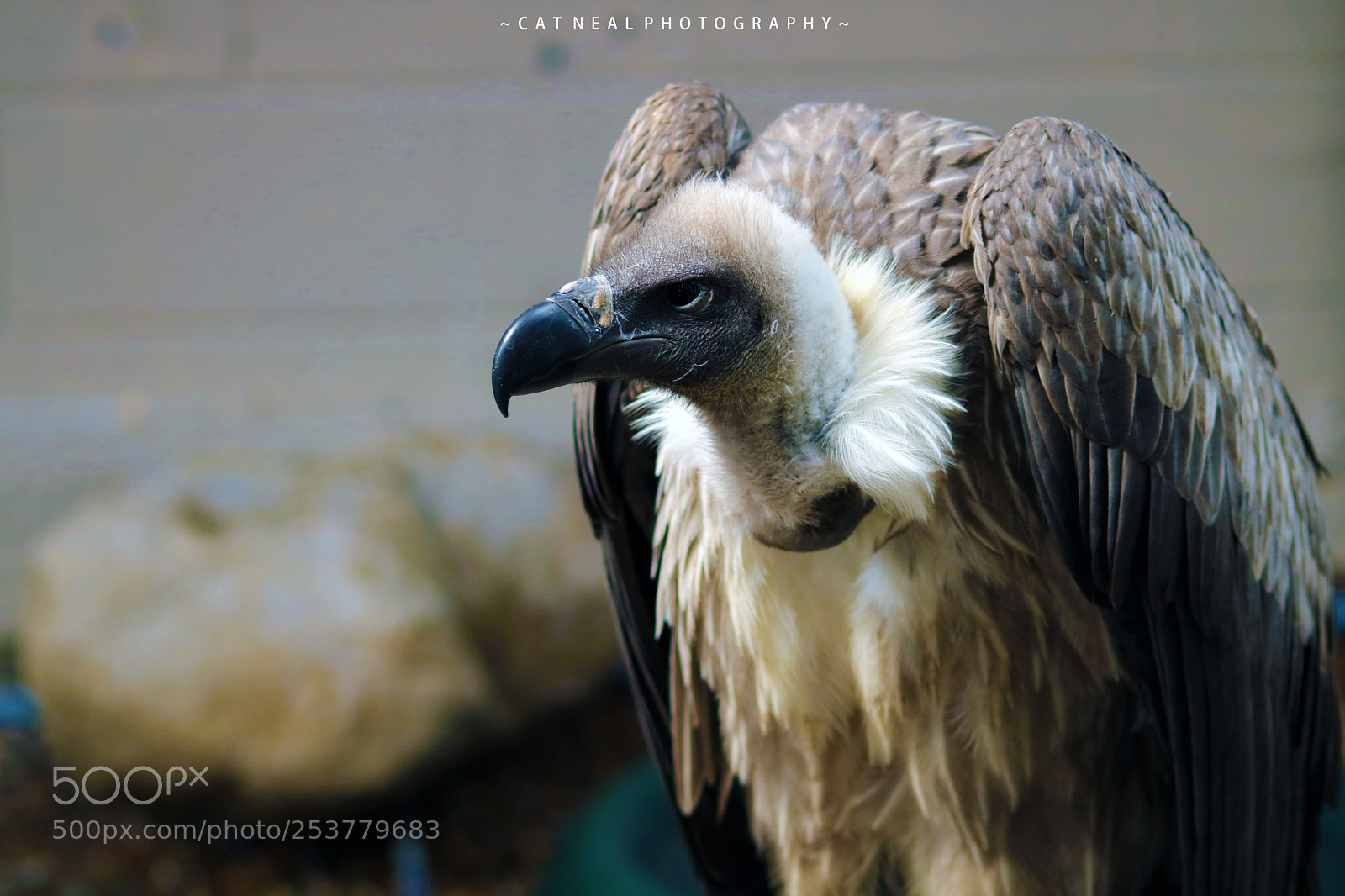 Canon EOS 750D (EOS Rebel T6i / EOS Kiss X8i) sample photo. Vulture photography