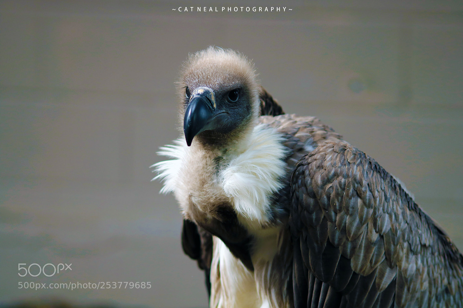 Canon EOS 750D (EOS Rebel T6i / EOS Kiss X8i) sample photo. Vulture (harold) photography