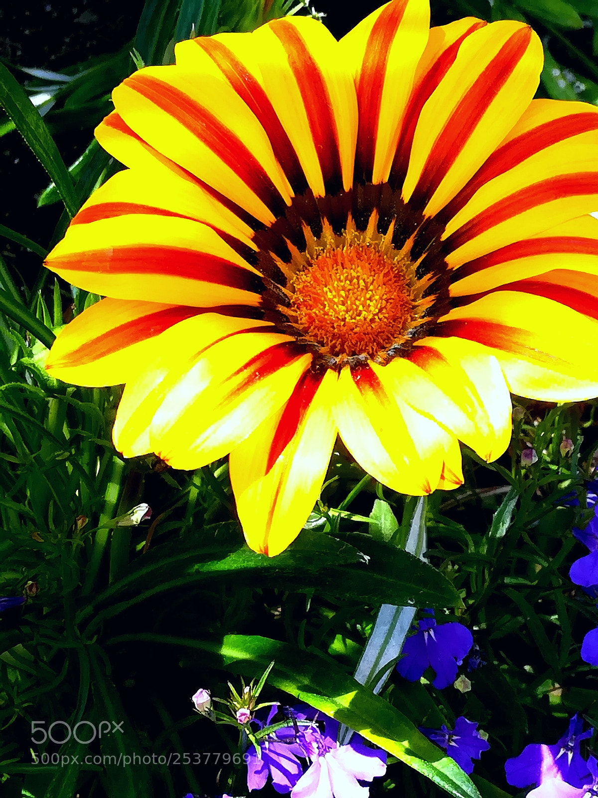 HUAWEI honor 6x sample photo. Spring flower at my photography