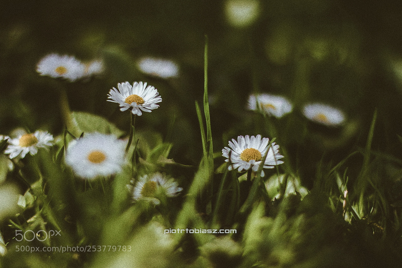 Canon EOS 7D sample photo. Flower. photography
