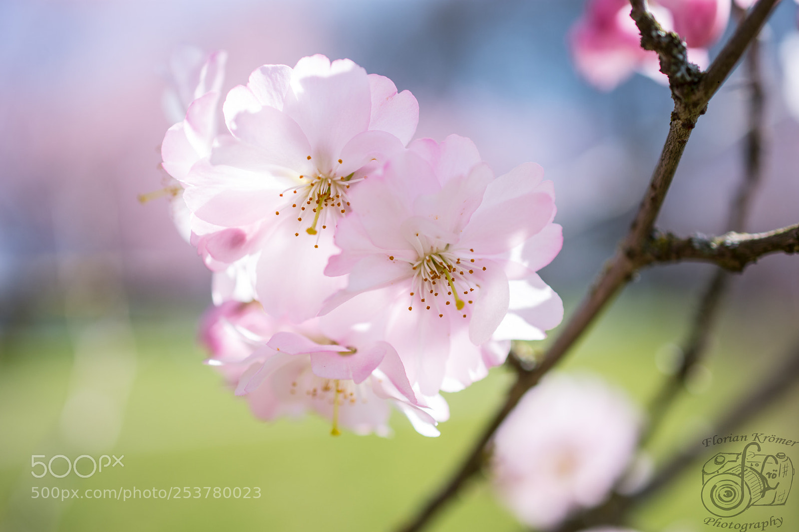Nikon D7200 sample photo. Kirschblüten  photography