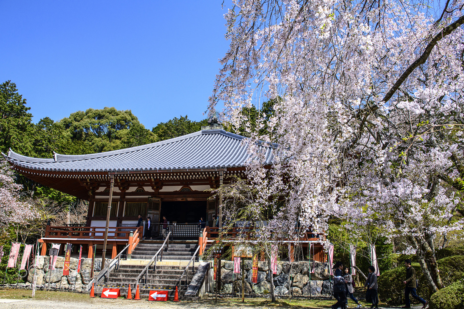 Nikon D850 sample photo. Daigoji temple sakura 醍醐寺櫻花 photography