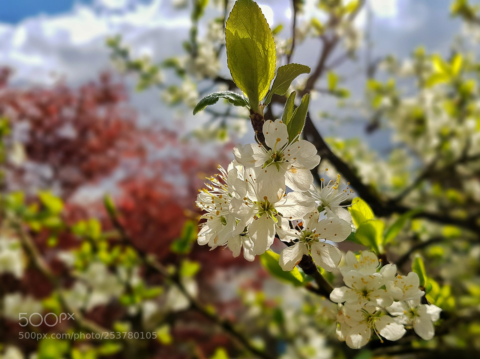 Samsung Galaxy S8 sample photo. Blossomy photography