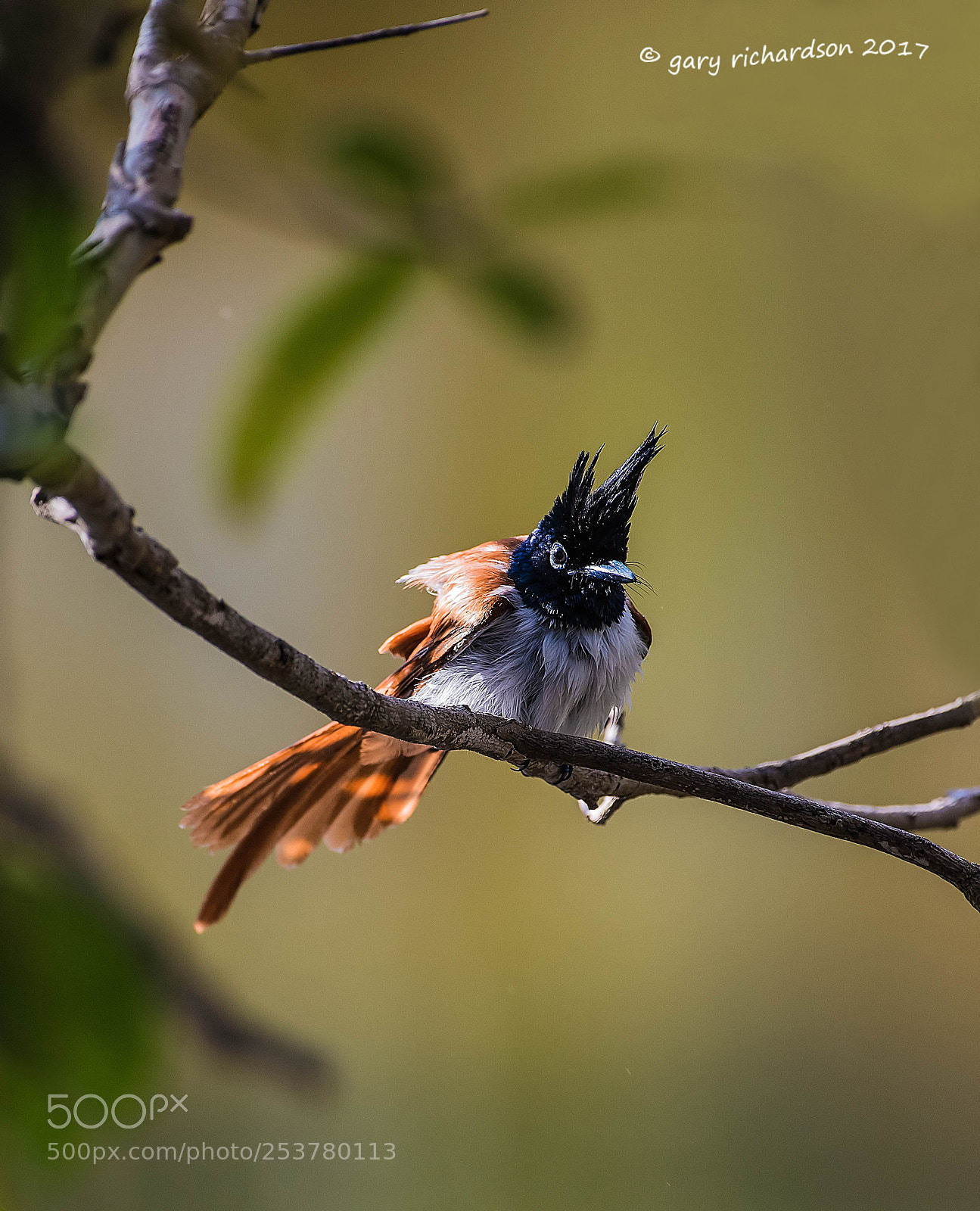 Nikon D810 sample photo. Asian paradise flycatcher tangalle photography