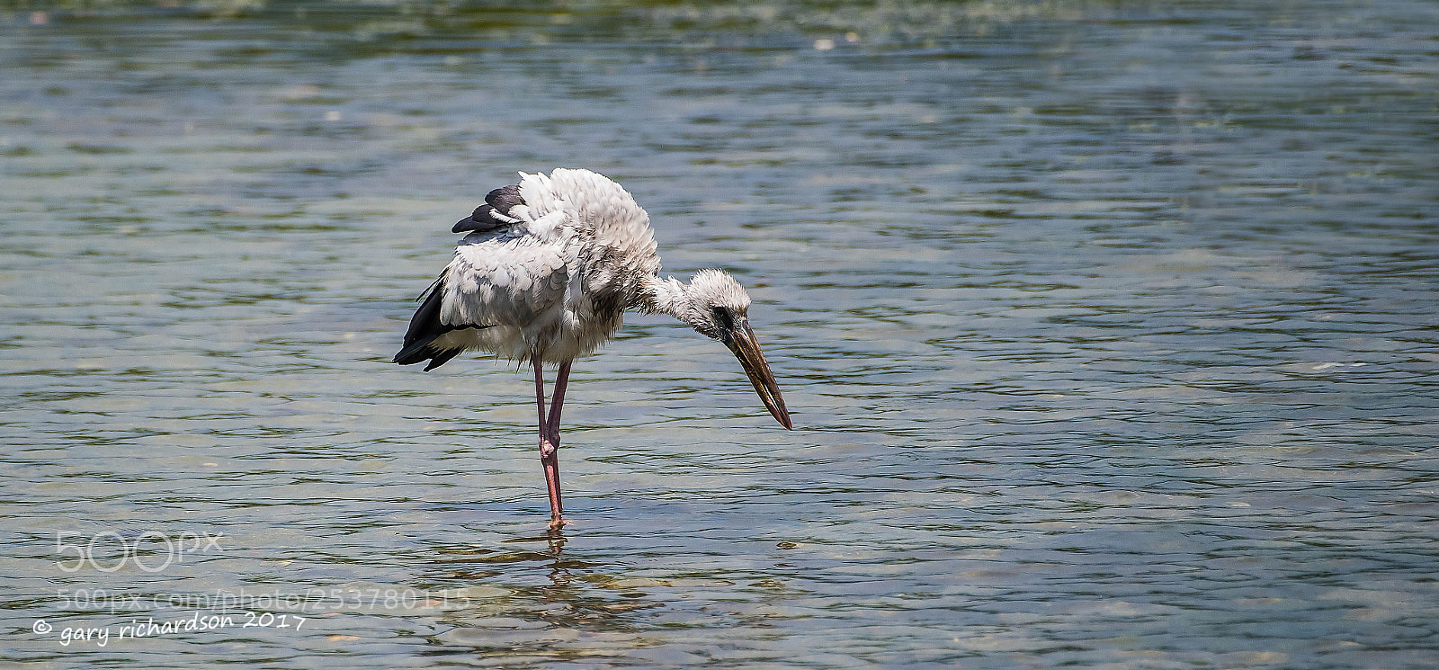Nikon D810 sample photo. Asian openbill tangalle sri photography