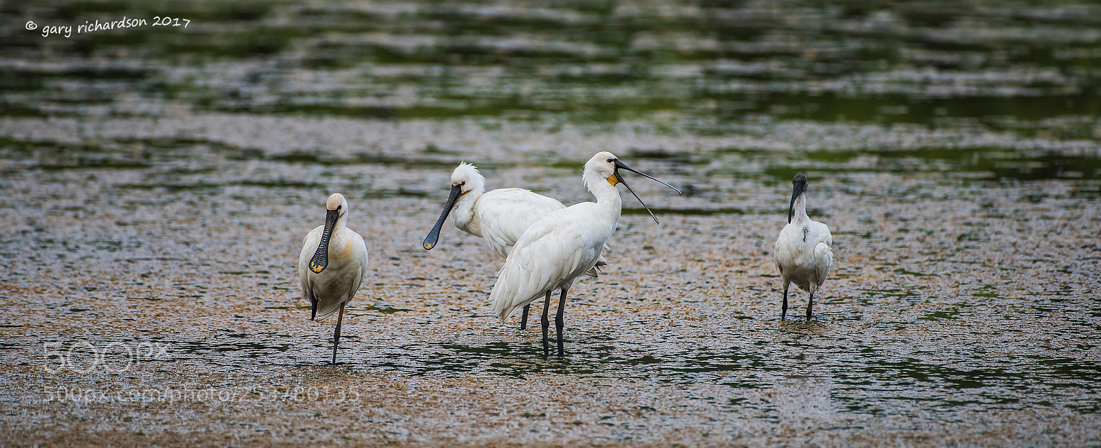 Nikon D810 sample photo. Eurasian spoonbill tangalle sri photography