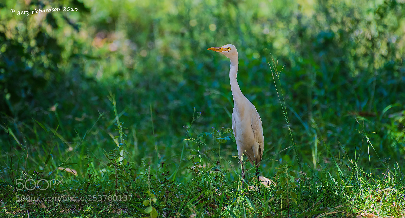 Nikon D810 sample photo. Cattle egret tangalle sri photography