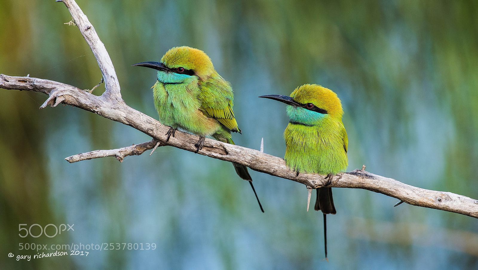Nikon D810 sample photo. Green bee eater bundala photography