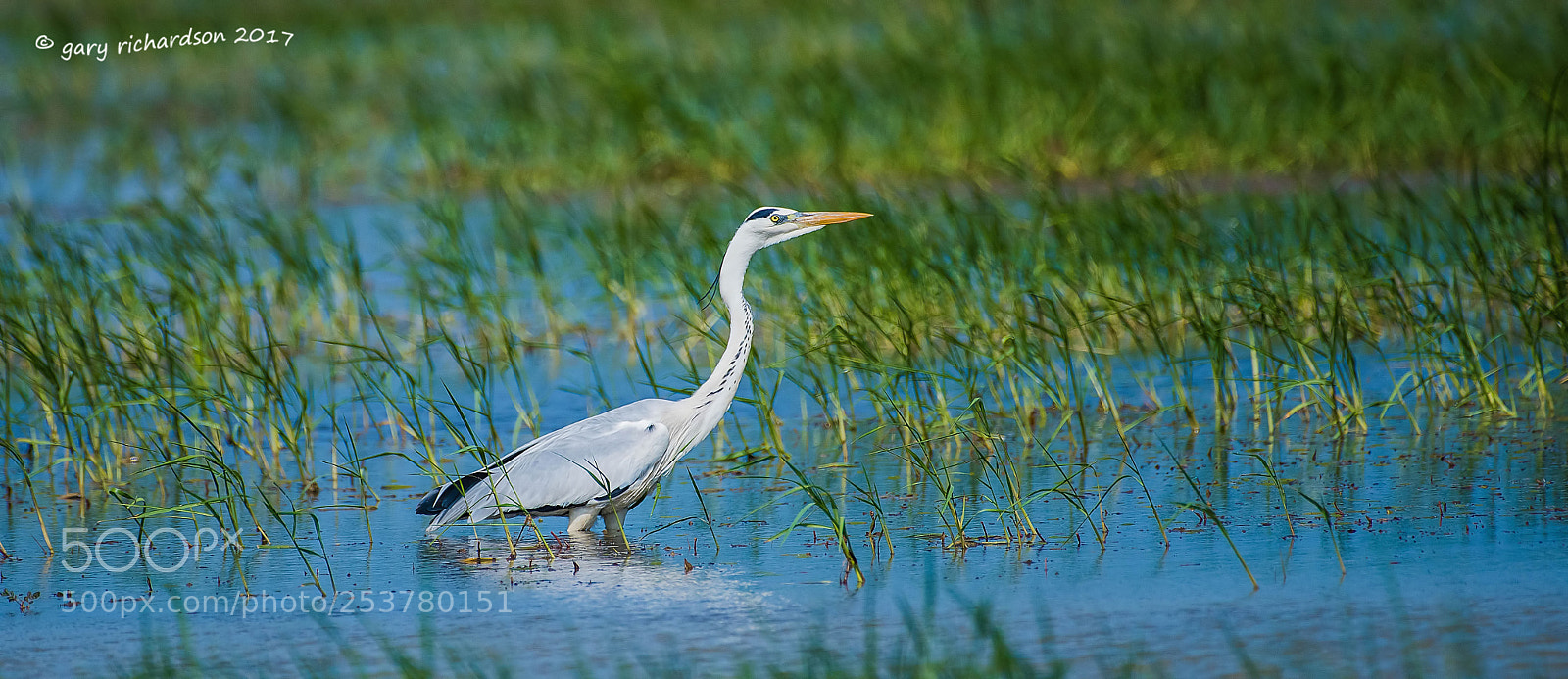 Nikon D810 sample photo. Grey heron tissamaharama sri photography
