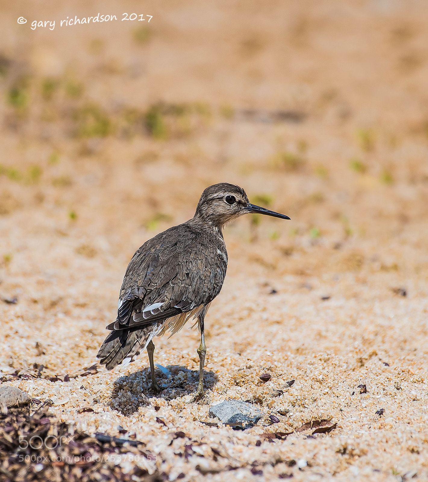 Nikon D810 sample photo. Green sandpiper tangalle sri photography