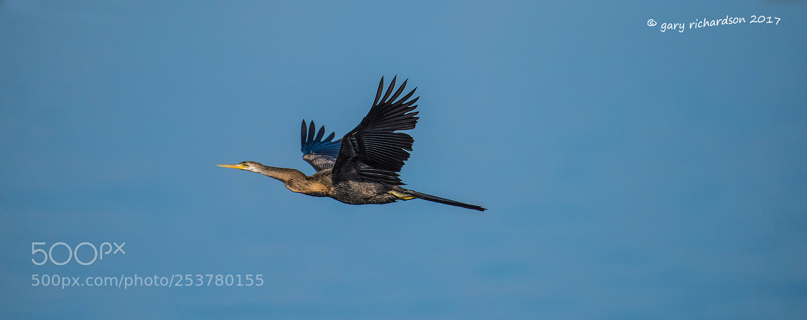 Nikon D810 sample photo. Indian darter bundala sri photography