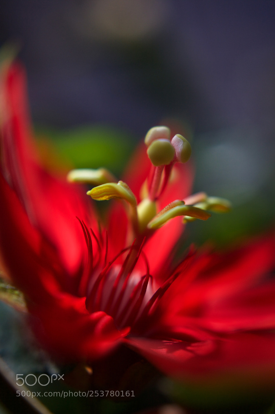 Canon EOS 5D Mark II sample photo. A different kind of photography