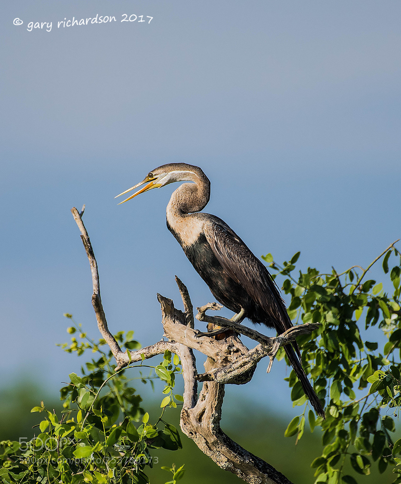 Nikon D810 sample photo. Indian darter bundala sri photography