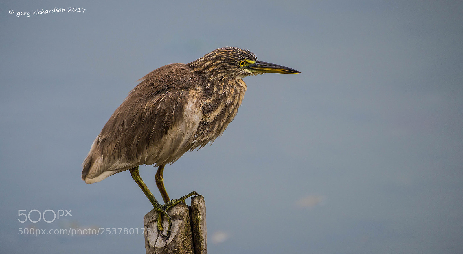 Nikon D810 sample photo. Indian pond heron tangalle photography
