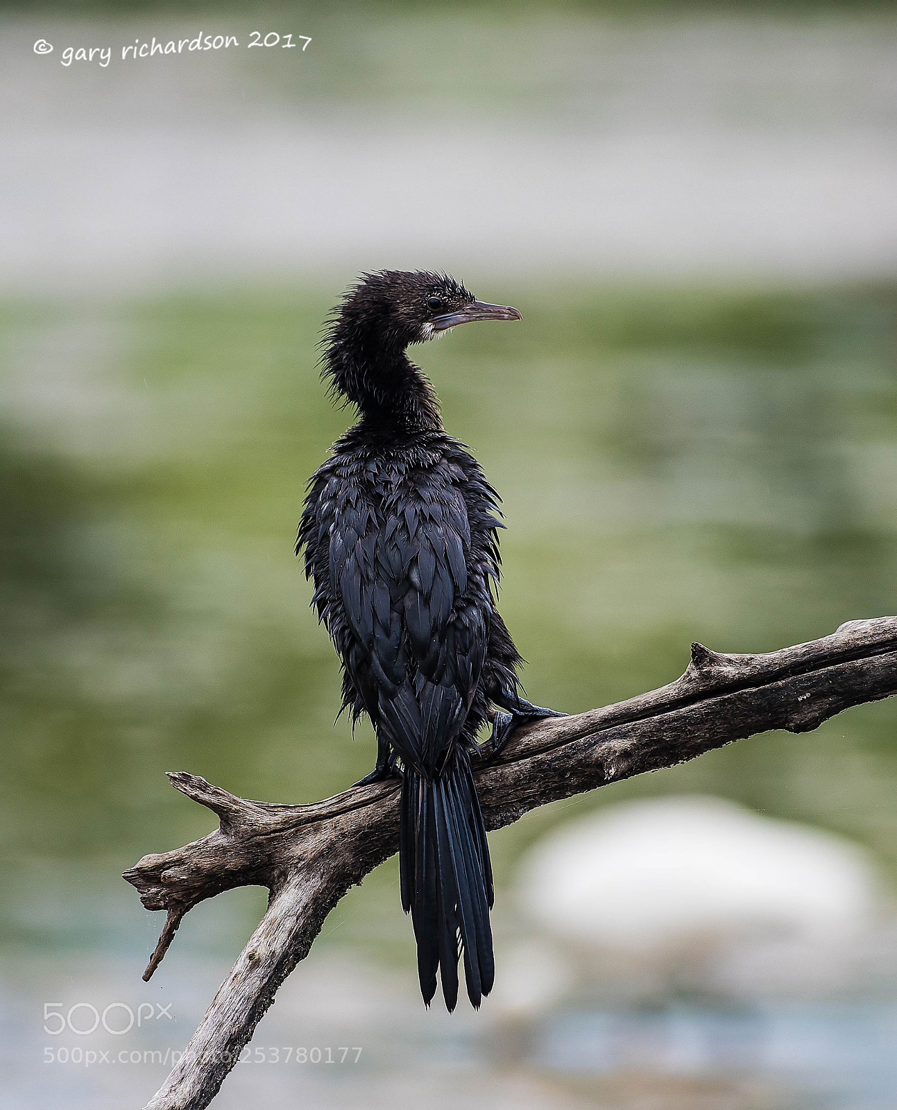 Nikon D810 sample photo. Little cormorant tangalle sri photography
