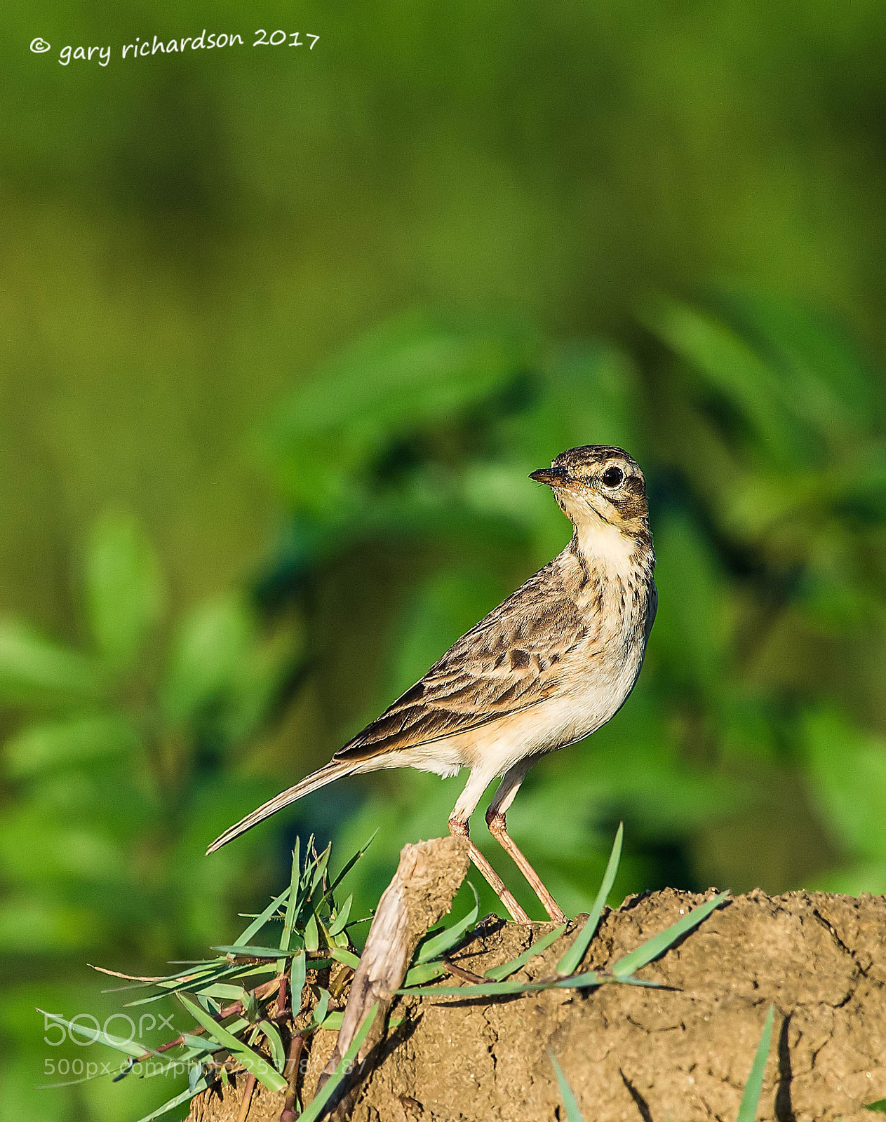 Nikon D810 sample photo. Paddyfield pipit tissamaharama sri photography