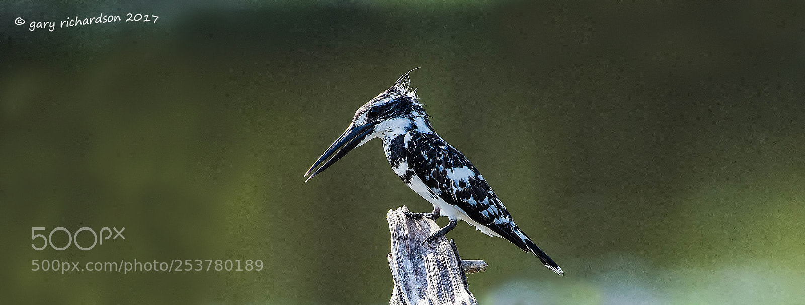 Nikon D810 sample photo. Pied kingfisher bundala sri photography