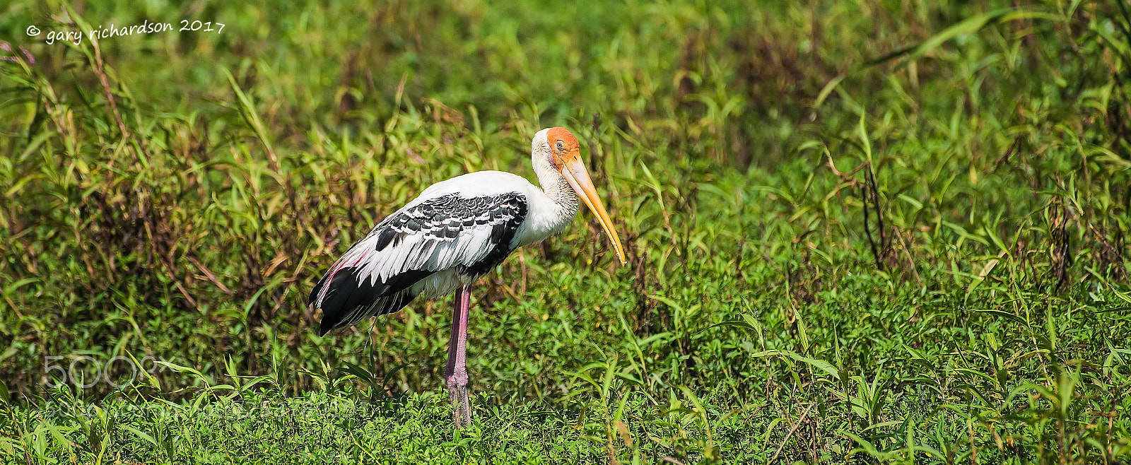 Nikon D810 sample photo. Painted stork tissamaharama sri photography