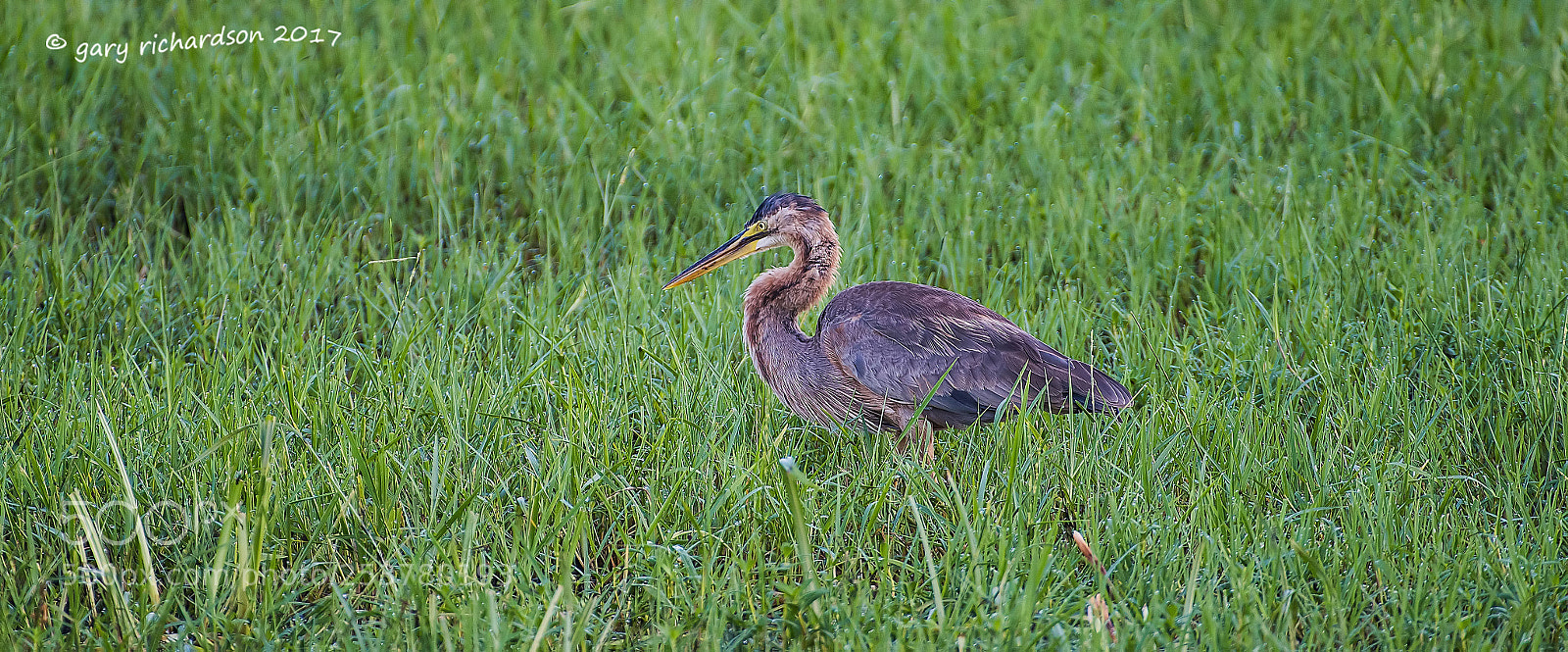 Nikon D810 sample photo. Purple heron bundala sri photography