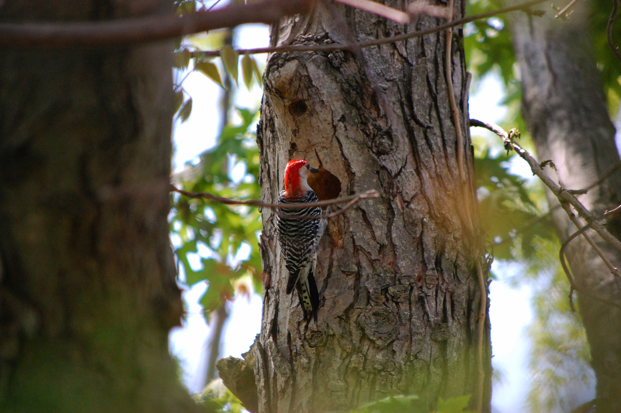 Nikon D40 sample photo. Woodpecker photography