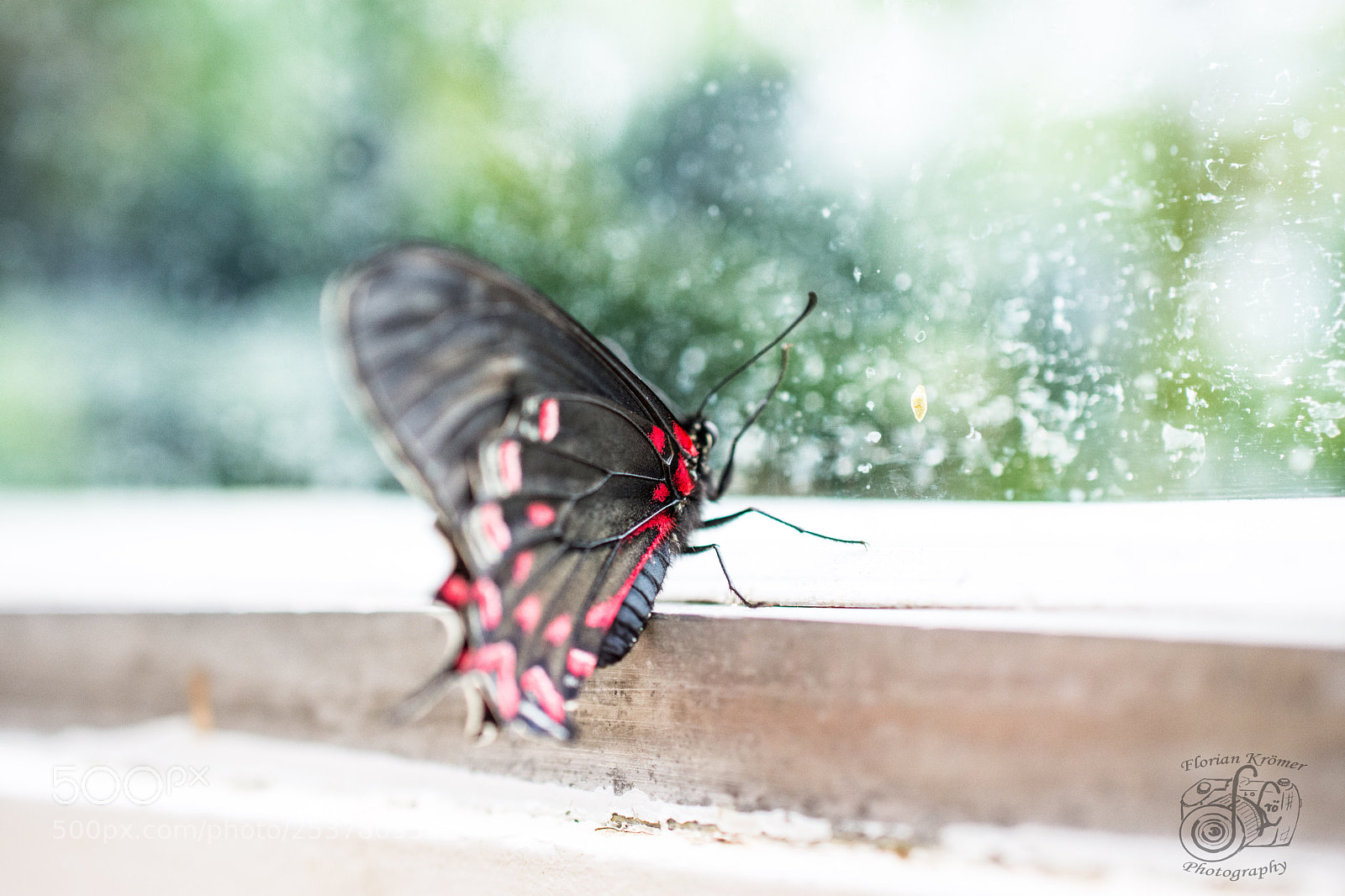 Nikon D7200 sample photo. Butterfly  photography