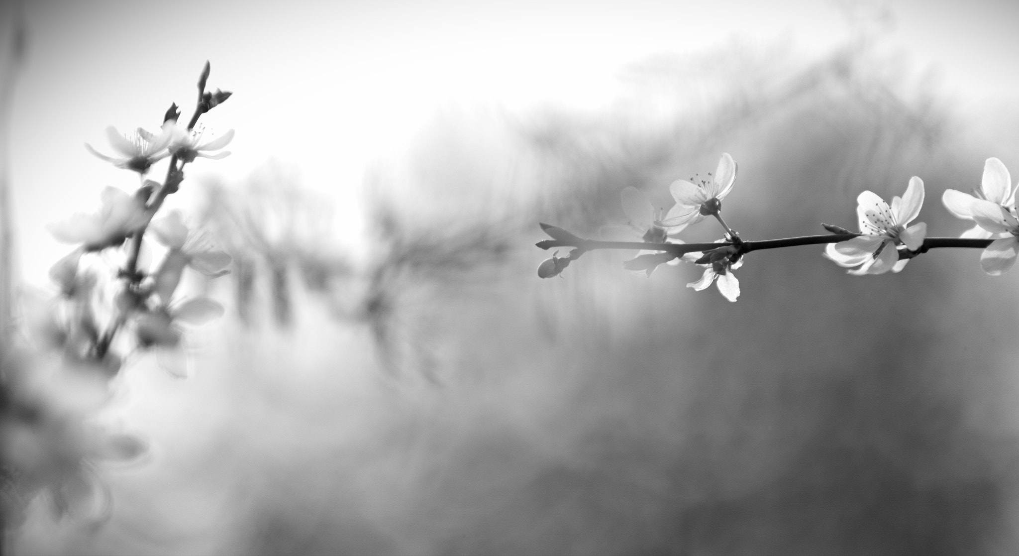 Samsung NX20 sample photo. Blooming photography