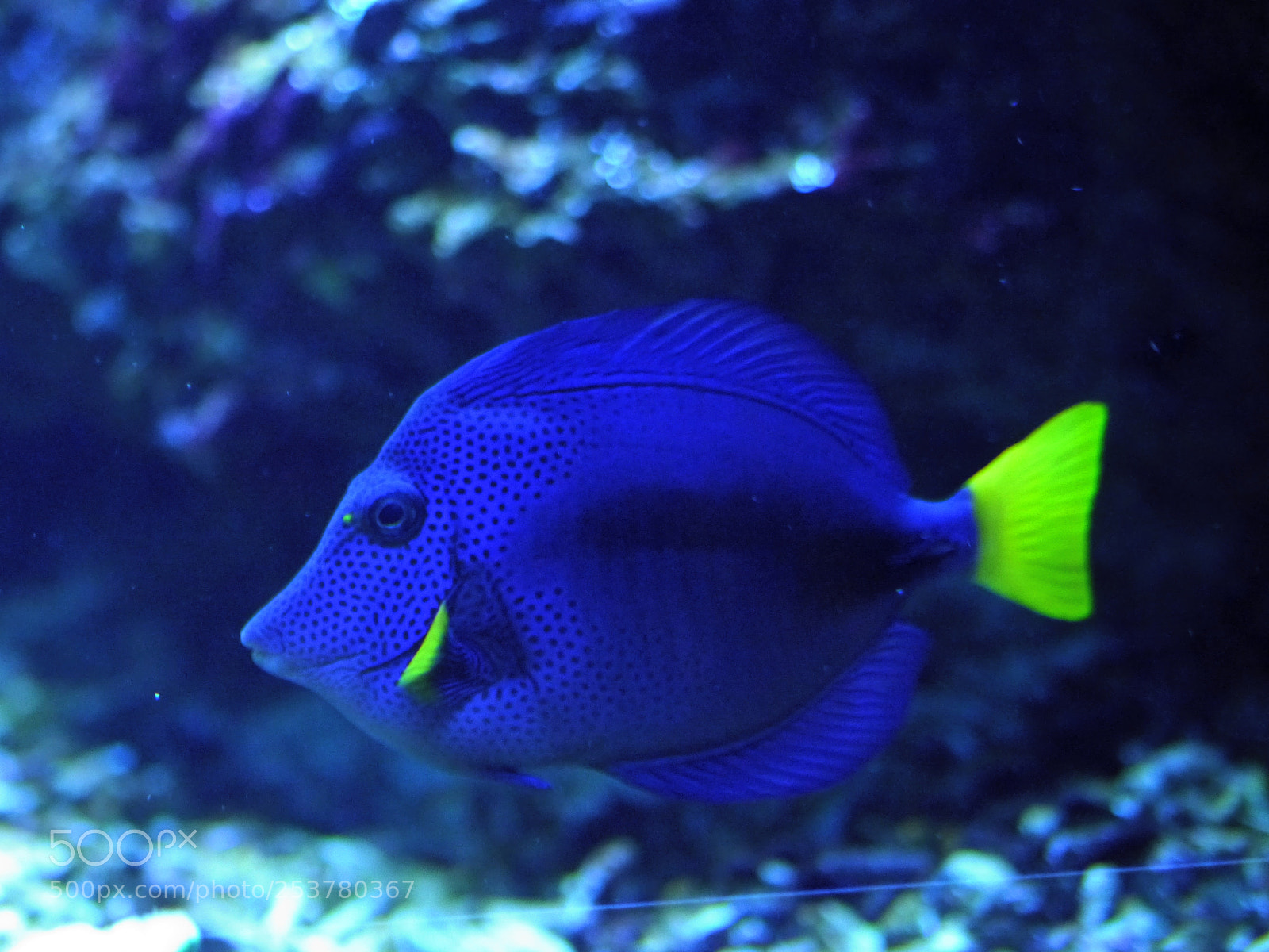 Panasonic Lumix DMC-G5 sample photo. Blue doctorfish photography