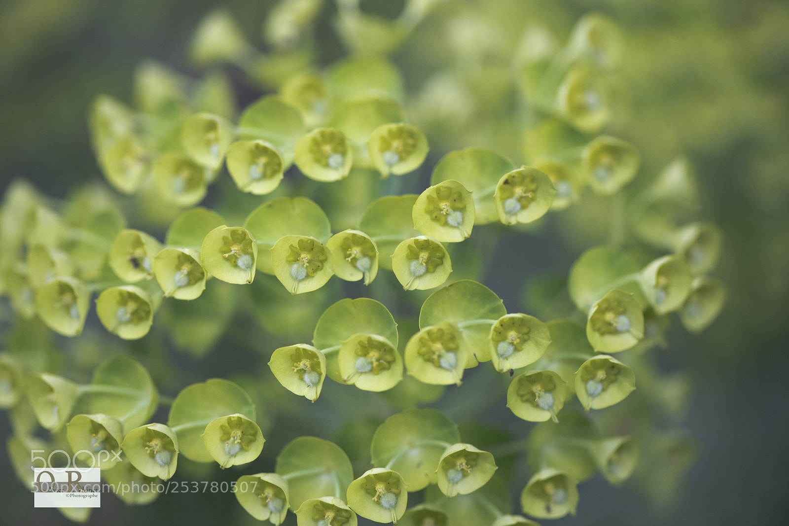 Nikon D850 sample photo. Jardin imp photography