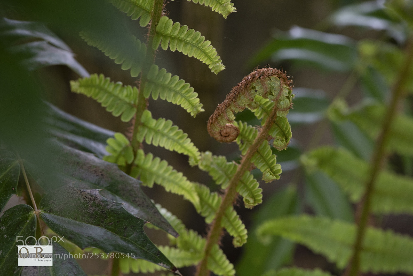 Nikon D850 sample photo. Jardin imp photography
