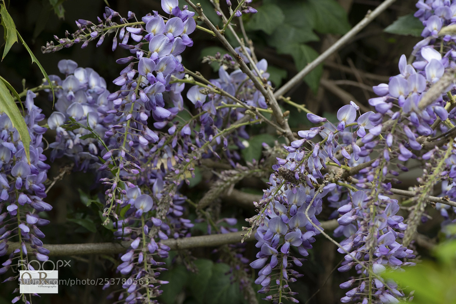 Nikon D850 sample photo. Jardin imp photography