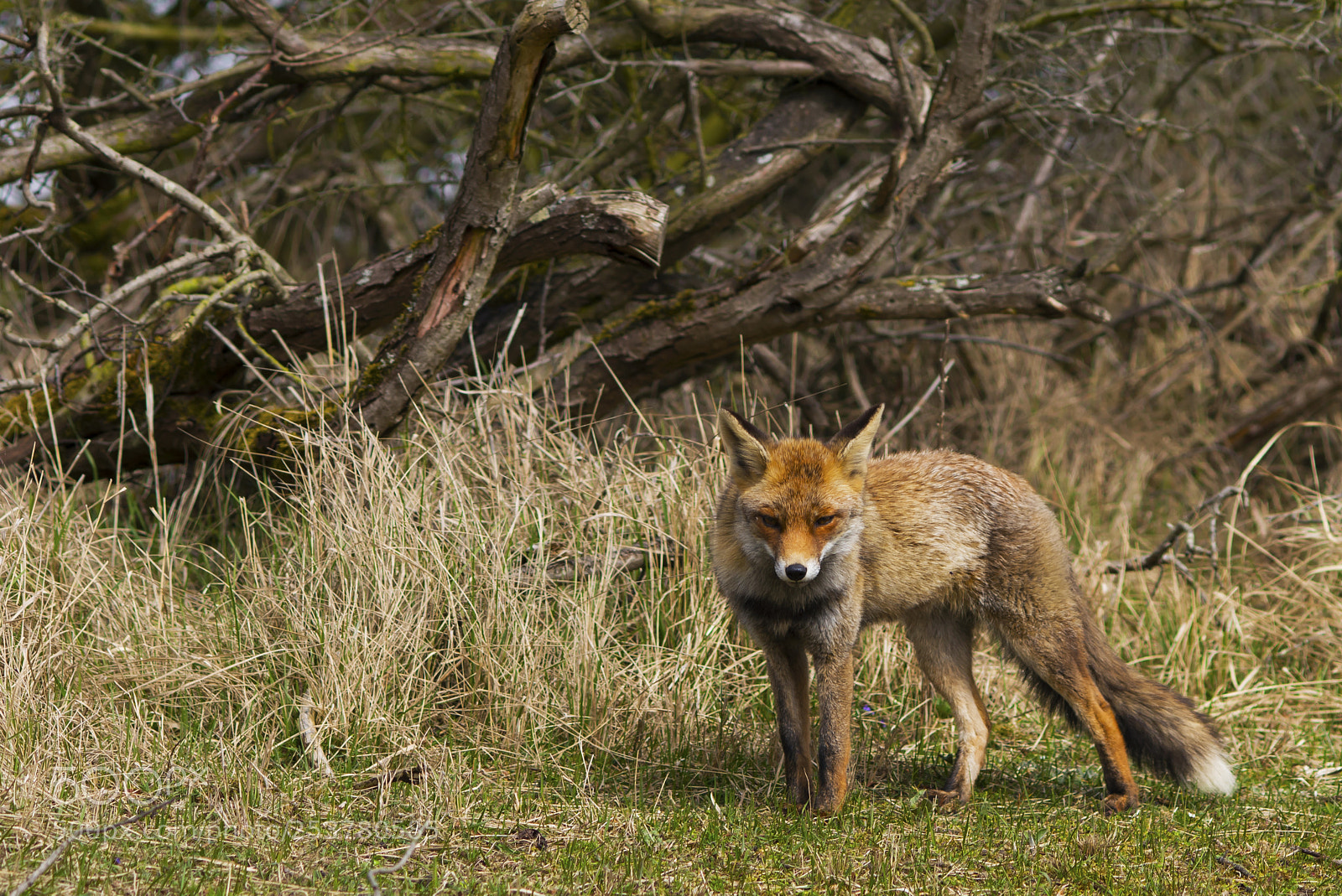 Nikon D600 sample photo. Fox photography