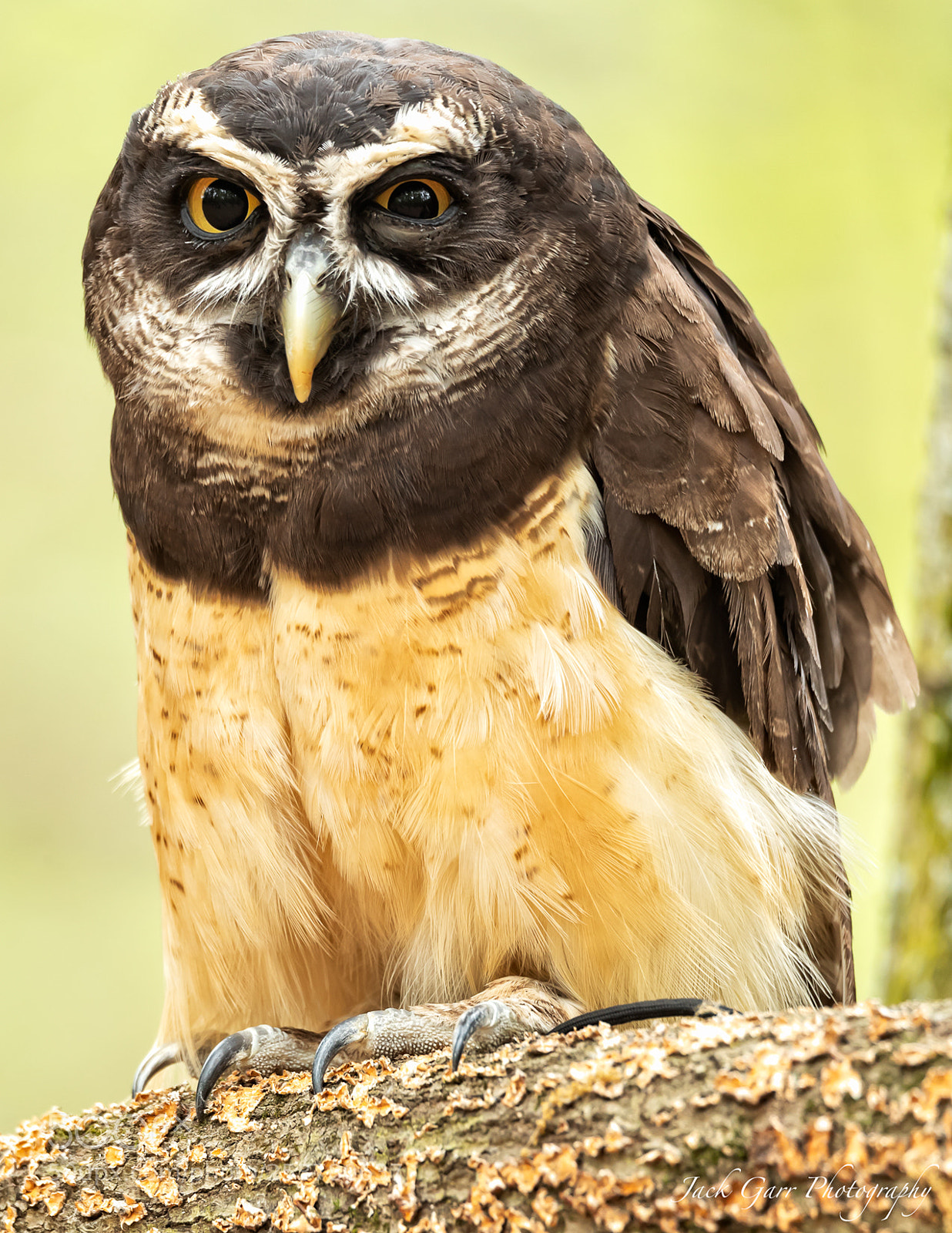 Canon EOS-1D X Mark II sample photo. Spectacled owl photography