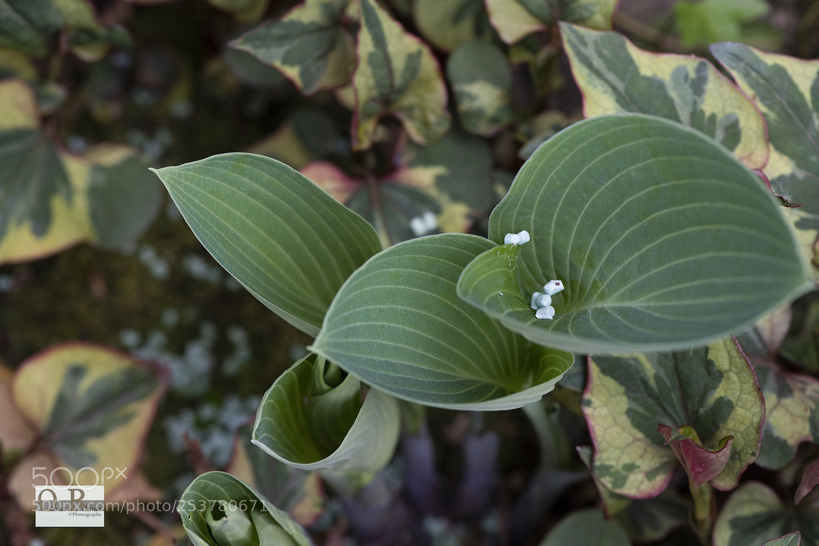 Nikon D850 sample photo. Jardin imp photography