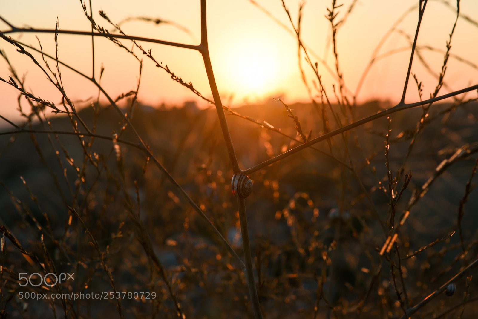 Nikon D810 sample photo. Bathed in sunlight photography