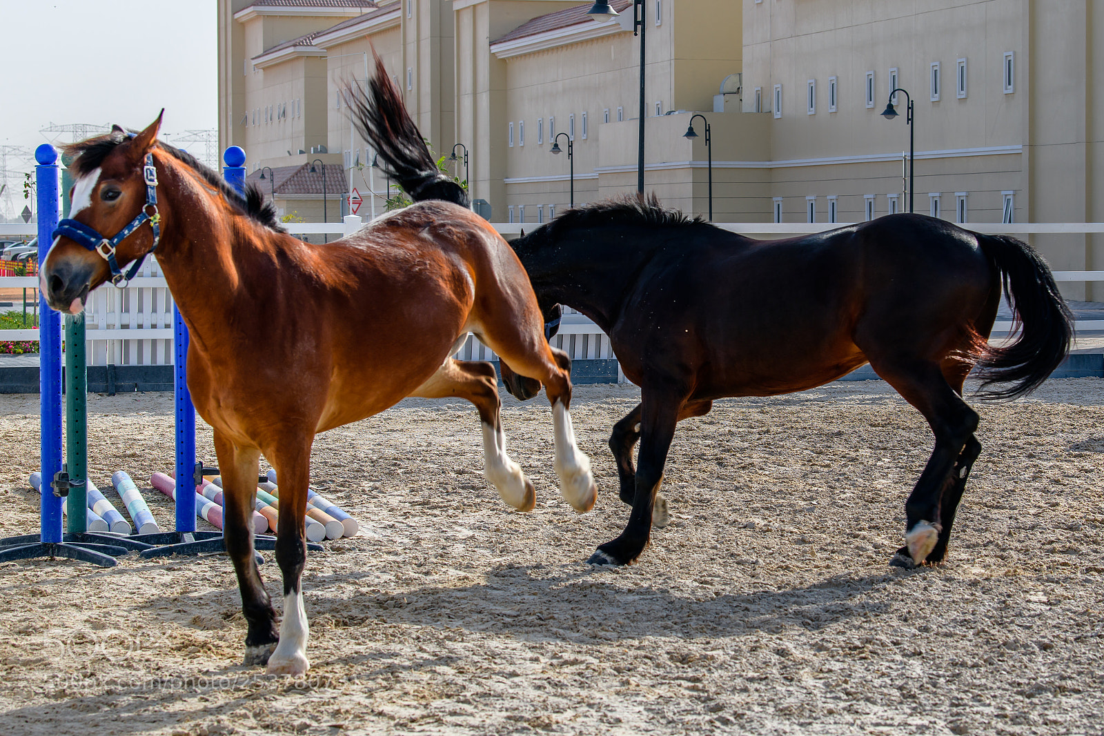 Nikon D850 sample photo. Battle of the horses photography