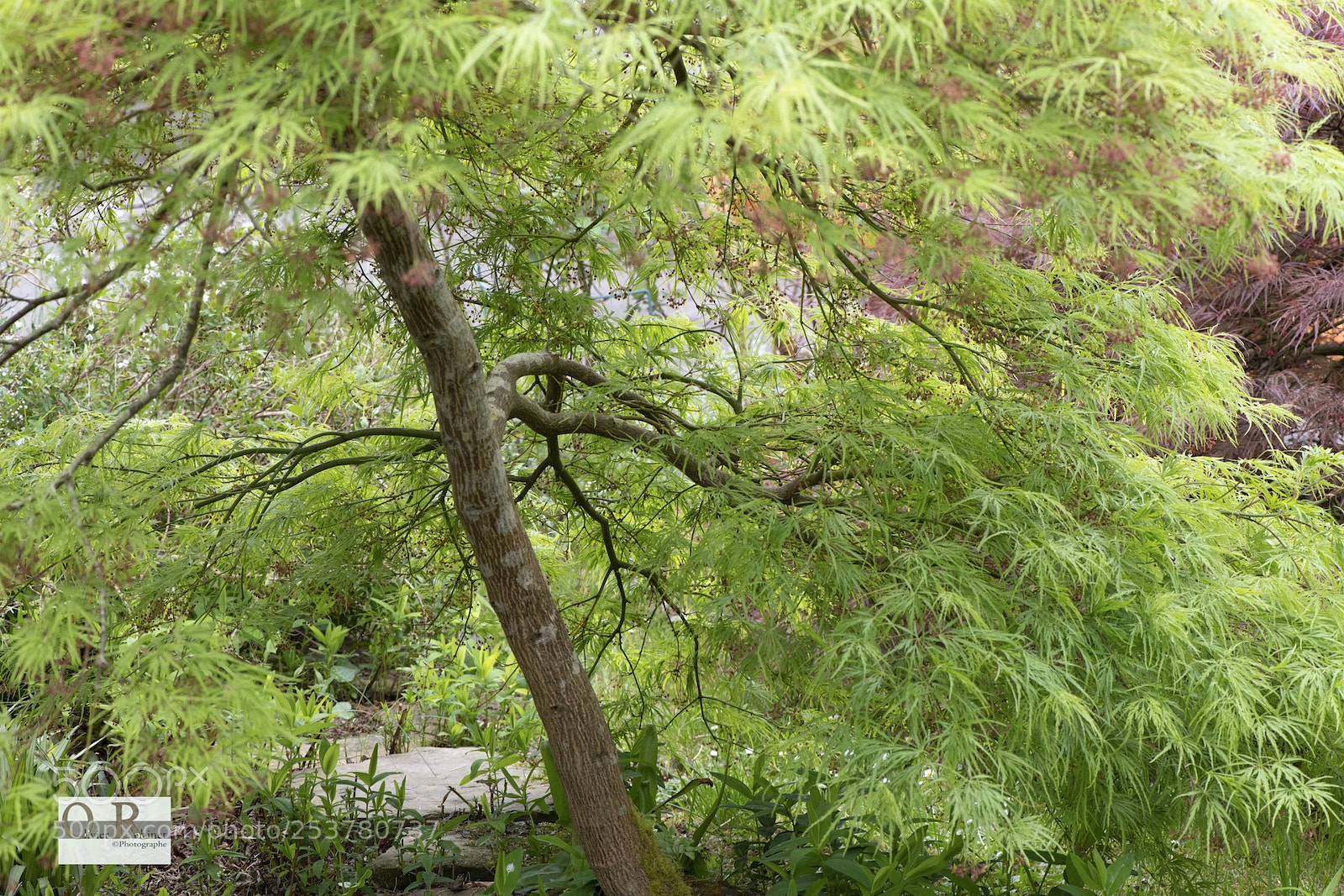 Nikon D850 sample photo. Erable photography