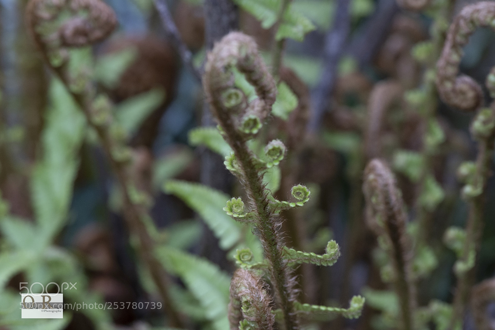 Nikon D850 sample photo. Jardin imp photography
