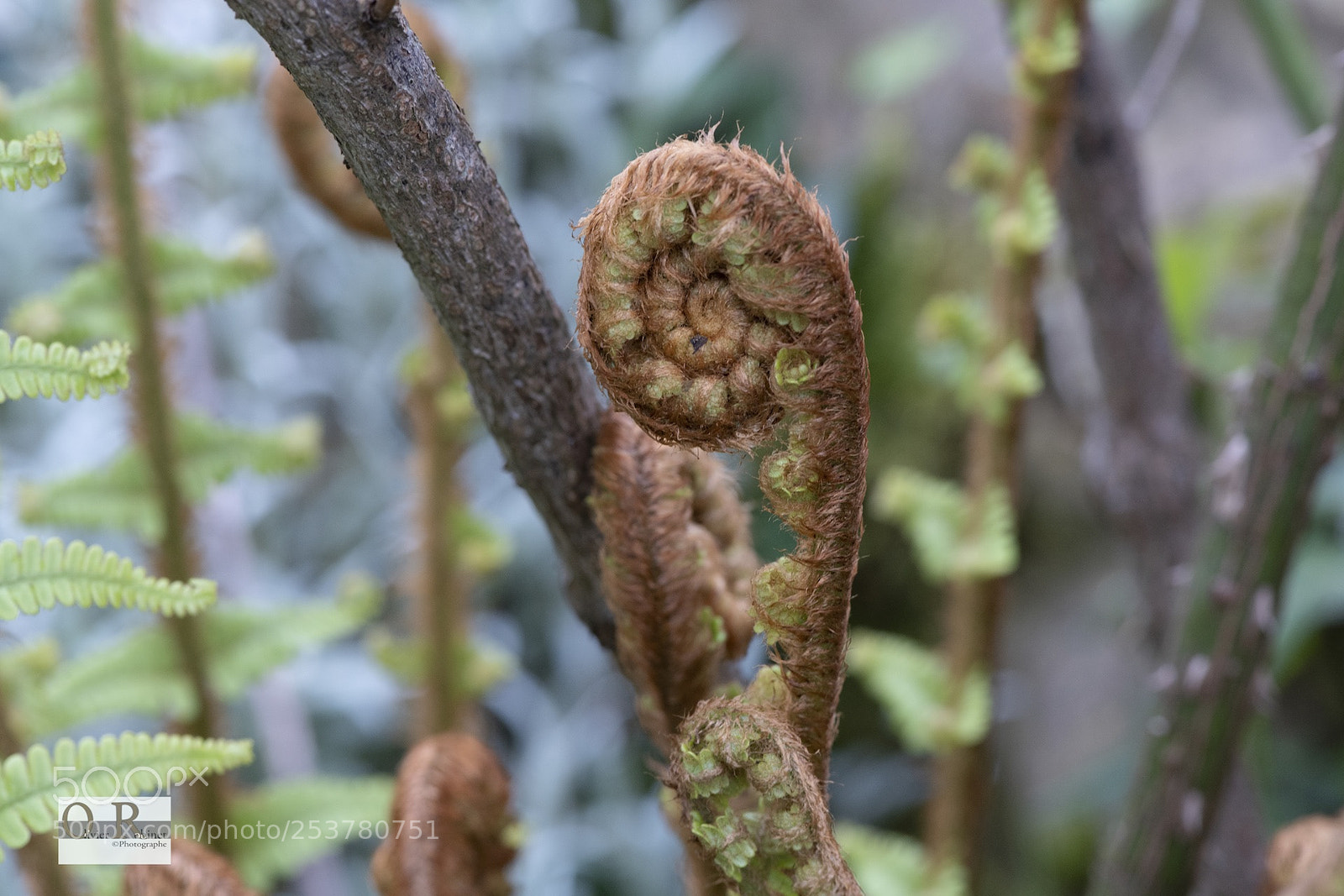 Nikon D850 sample photo. Jardin imp photography