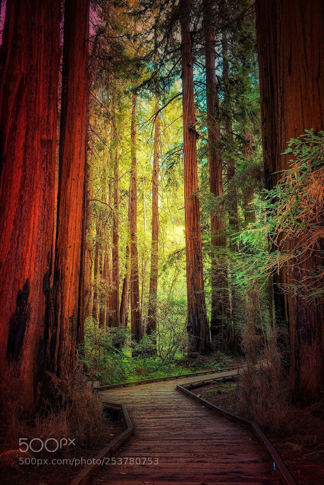 Nikon D600 sample photo. Muir woods. photography