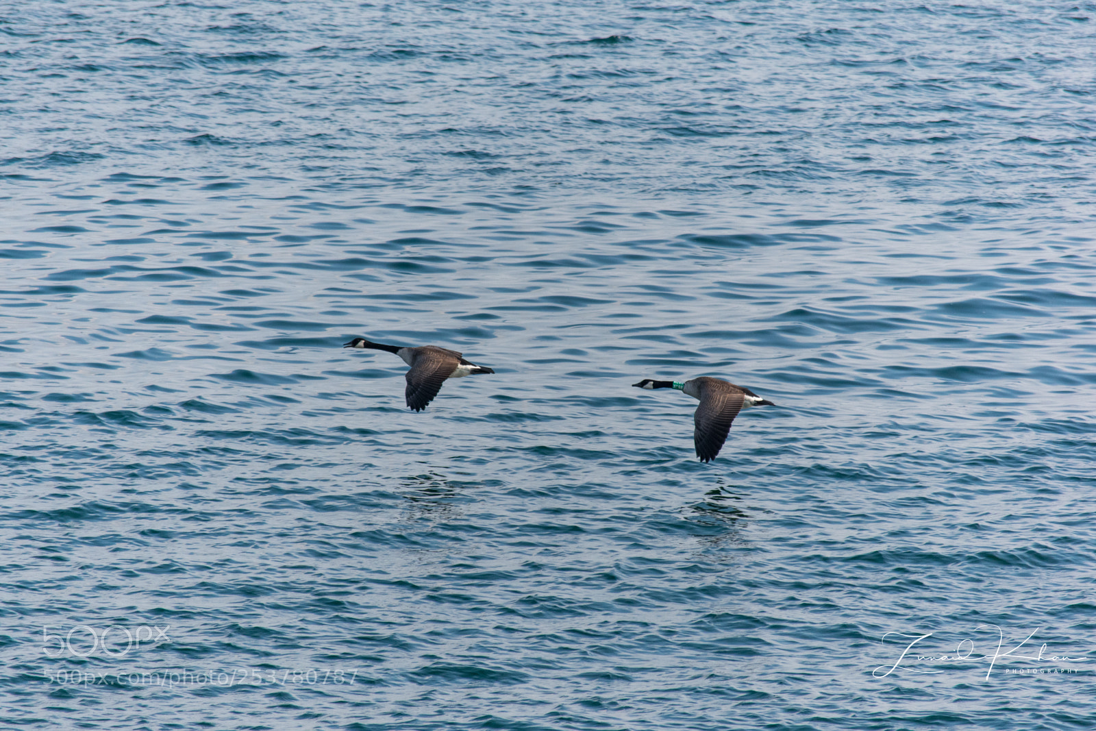 Nikon D3400 sample photo. Geese in flight photography