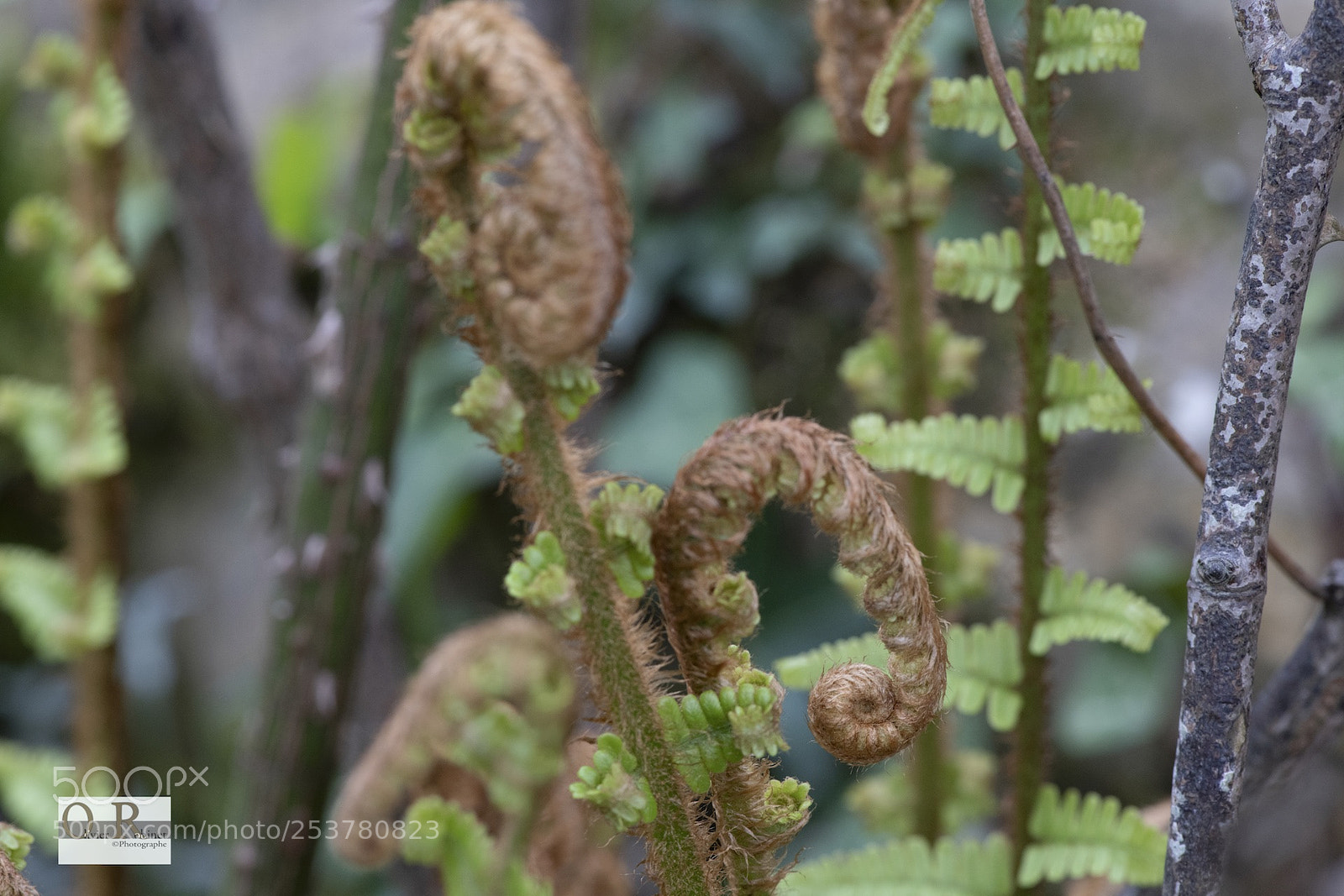 Nikon D850 sample photo. Jardin imp photography